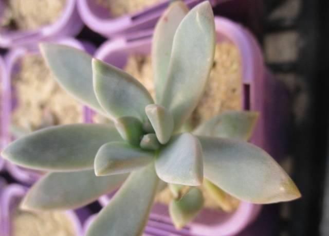  【植物】用叶子来繁殖多肉植物，不小心碰掉的叶子，不要当垃圾丢了