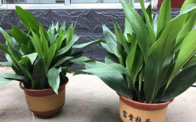叶兰|1种大叶子植物,既美观又大方,还非常好养