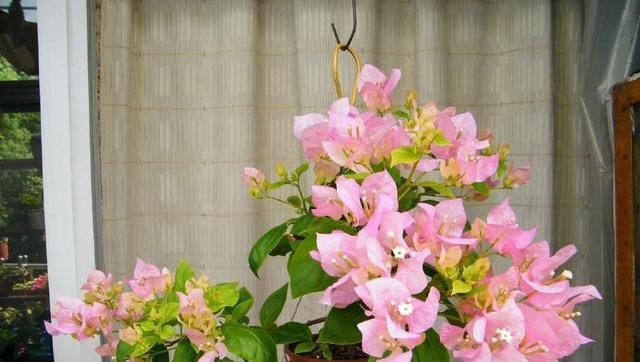  『开爆』三角梅不开花，用个小技巧，四个月后就开爆盆，枝条长的超多