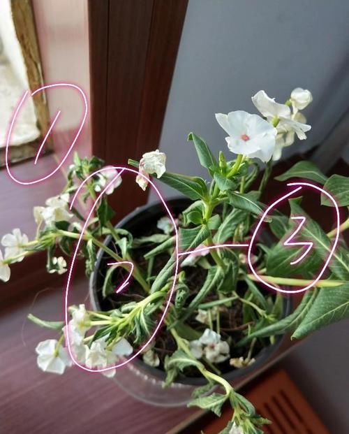 长春花■封闭阳台这么养四季梅,开花爆盆一整年,做错养一盆死一盆