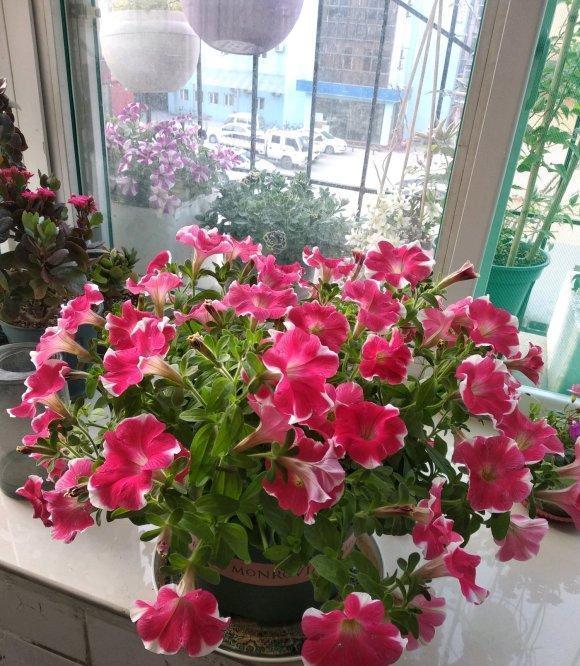  #能开#南向阳台养花，选择这两种，号称“开花机器”，花开“一整夏”