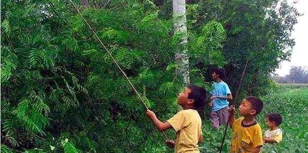  快的■农村的俗语，猪长三秋，鱼长三伏，你知道是什么意思吗？