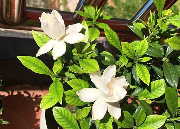  [栀子花]春天栀子花开了，3件事不要做，不掉花，开又大又香