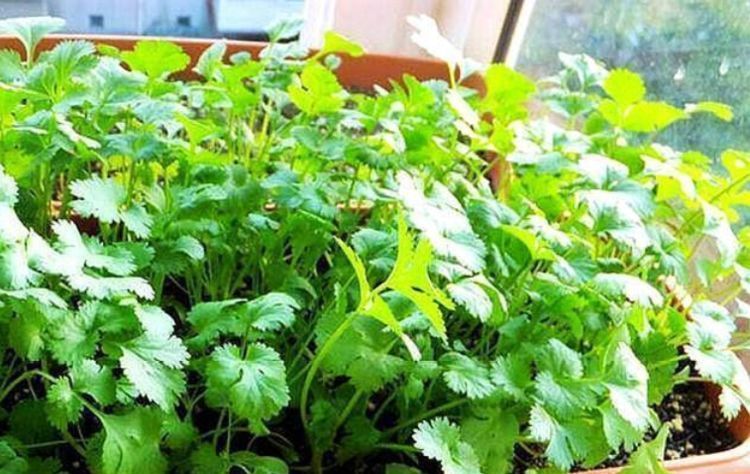  『漂亮』“3种菜”盆栽阳台，好养漂亮，2周就能吃，延缓衰老，越吃越年轻！