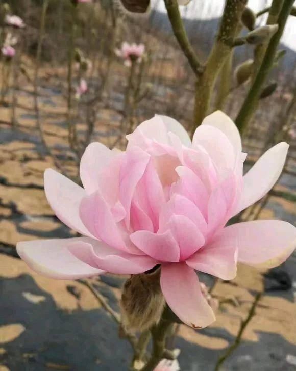  「植株开花之后」这几种花是优雅的代名词，养一盆家里全是优雅气息