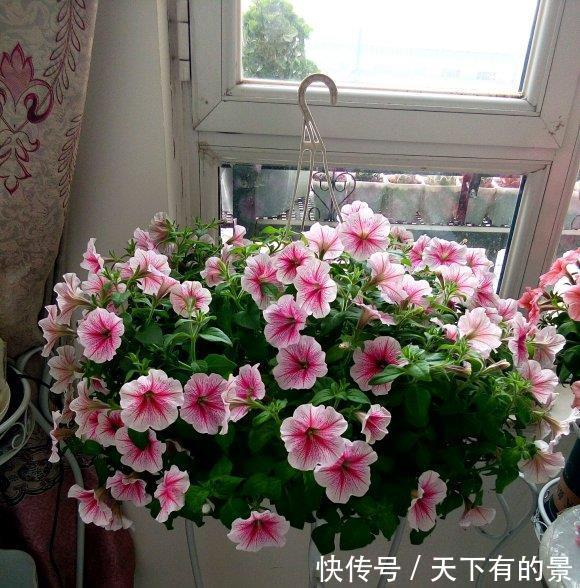 「花芽」矮牵牛进入“分化期”,盆里撒点肥,花芽蹿一蹿,花期开的久