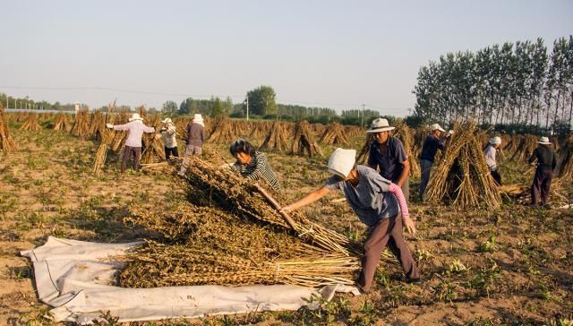  「大妈」农村大妈包地种百亩花生，每斤只卖1块5，这样种地能挣