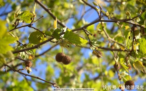 过去是农民的心头恨，如今却靠它发了财，每亩产值高达28000元！