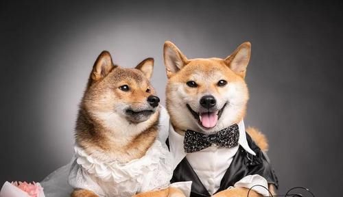  婚纱照：这对柴犬情侣婚纱照甜到爆，背后的故事羡煞一众单身狗
