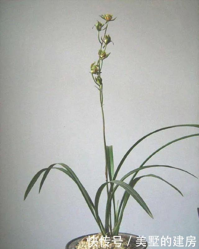  兰花：如果你喜欢兰花就养它，亲民不傲娇
