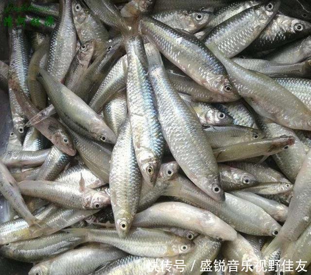  乡下人@乡下人以前嫌弃的小河鱼，如今变成稀缺货，几十块钱一斤