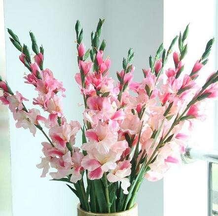  「打造」这几款植物，养在家里增碳雅致，花开俏丽多姿，轻松打造百花园