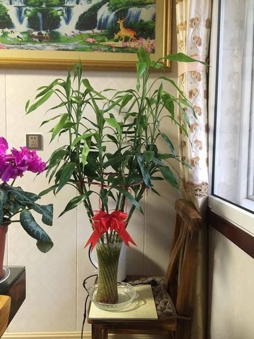  『寓意』家中养这4种绿植，寓意家门兴旺，招财进宝，还能净化空气