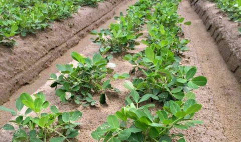  [生计问题]合村并镇后，农村土地要不要重新分配？养老和生计问