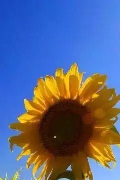 黄金九月楼观的花海开啦！赏花海、品花宴，全都不能错过！