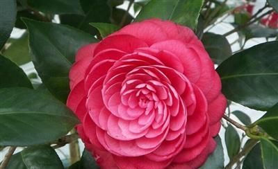  【轻松】喜欢茶花，学会这些繁殖技巧，轻松变多盆