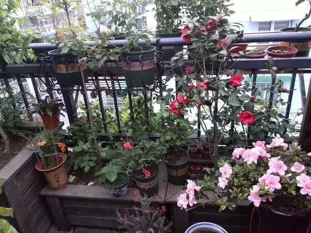 『花儿』屋顶造一个清新居家“小花园”,一起看花儿沐浴阳光雨露