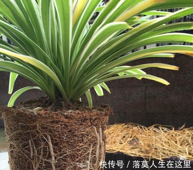 glevel_3"春天换盆季,3个情况需谨慎,不然换一盆死一盆