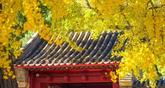  『家门口』家门口栽这几种树，镇宅又旺财，寓意还好，秋天还能结果子！
