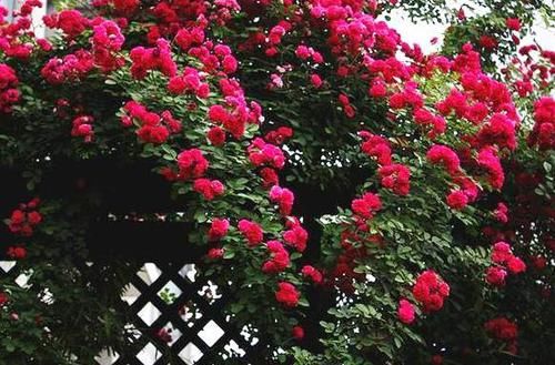  [甜蜜红木香]此花号称'香水之花'，浓而不腻比桂花还好闻，沾土即活花开不断