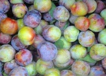  [种植]农民种植青果子，靠着农村独有的环境温差，年入十几万元