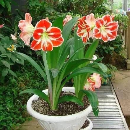  「光照」埋土里就能开花的球根花卉