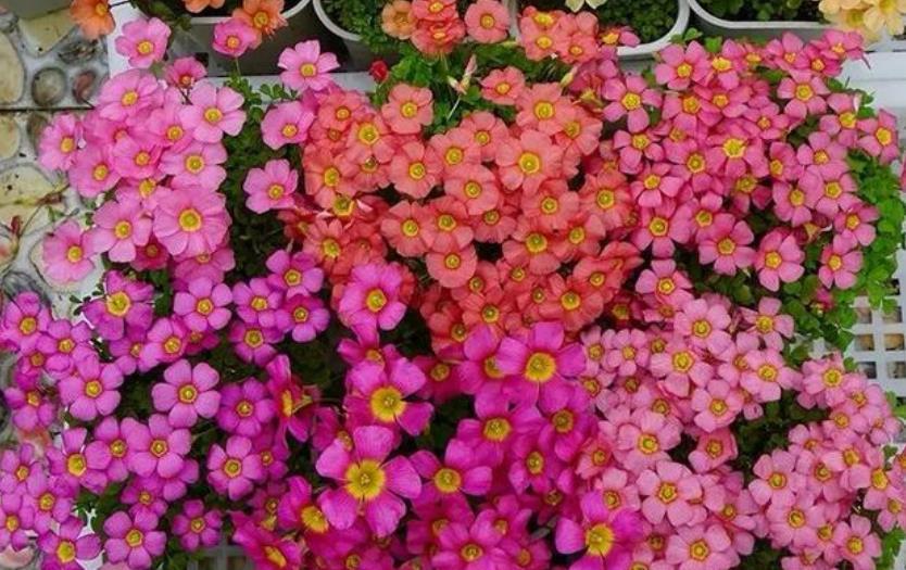 『轻松』5种漂亮花,家里养1盆,轻松长爆盆,花量大、花期长!
