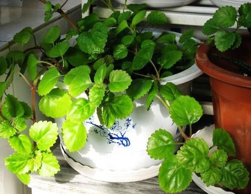  [养护]此新型观赏花卉，养护简单，花朵奇特，观赏价值高，盆栽养花选它