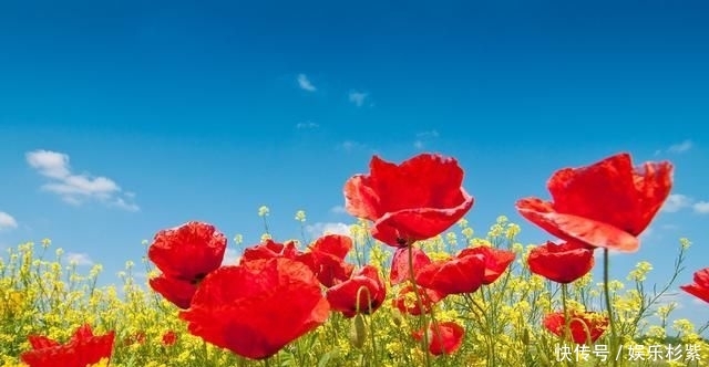  「生长发育」施肥必修课2：常见的“四类”花卉施肥指南，再也不怕施肥了