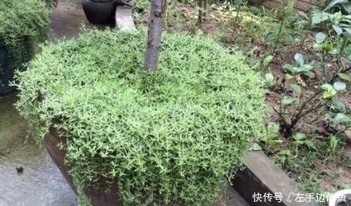  『殊不知』小溪边的“杂草”，殊不知是“多肉”，挖2棵养，2个月变成20棵