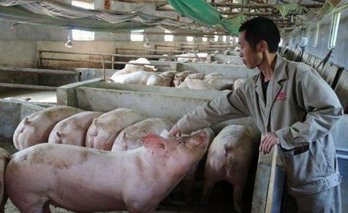  「现状」中秋节前生猪现状：猪价上涨让谁获利？散户弃养，猪场