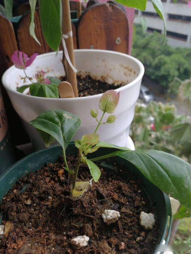  『小花』学会一个方法三角梅不用买，一根枝条就能扦插，容易爆盆花量大