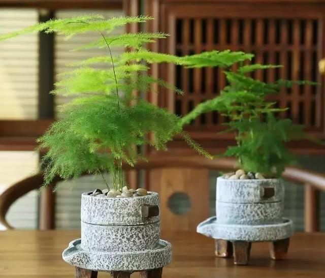  「花盆中」这些花一定要“穷养”，盆越小，越开花，大盆几天就烂根