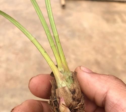  「芦头」兰花芦头只剩一个芽子了还能活吗？水苔捂一捂，一个月有惊喜