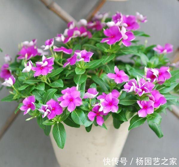 『开爆』秋天养什么花好?“3种花”,扦插即活,开一个秋天,天天开爆盆