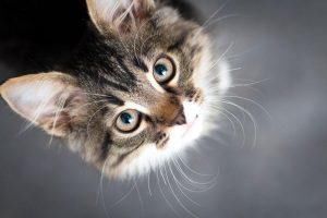 清洗:猫爬架多少钱一个?猫爬架怎么清洗?