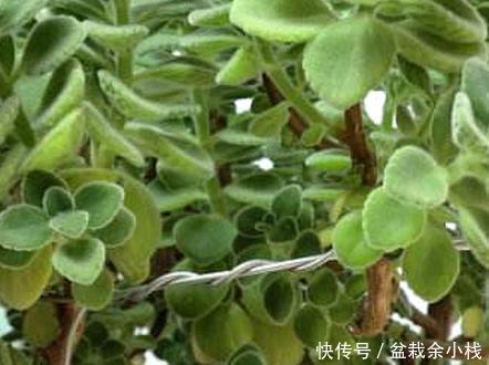 放上|卫生间总是受到异味的困扰？放上这三种绿植，空气清新入厕舒适