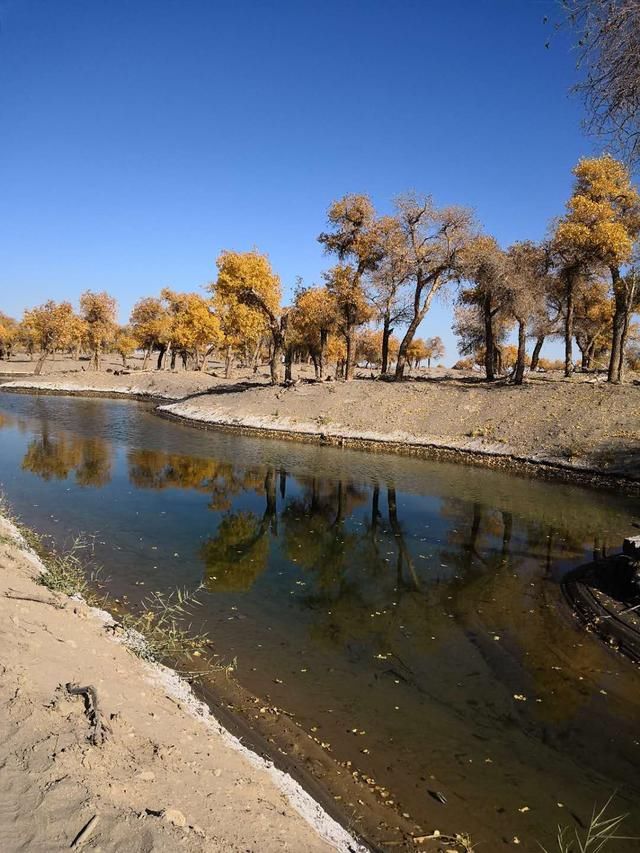 世界上唯一存在的沙漠胡杨林景区，内蒙古额济纳弱水胡杨风景如画