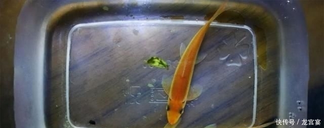  「青苔」清缸小钢炮：青苔鼠，吃藻又翻泥，想说爱你不容易