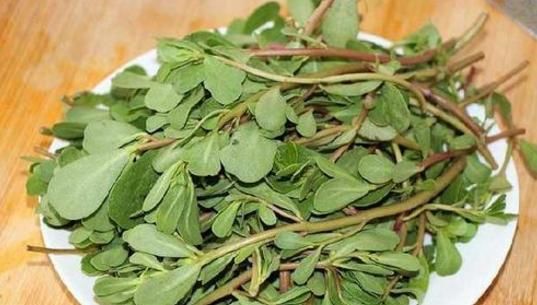 『竟是』地里没人在要的“害草”,竟是5种疾病特效药,老中医跪求