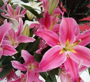  「漂亮」喜欢在家中养护漂亮的花卉，就选择3种花卉，花色艳丽，花期长