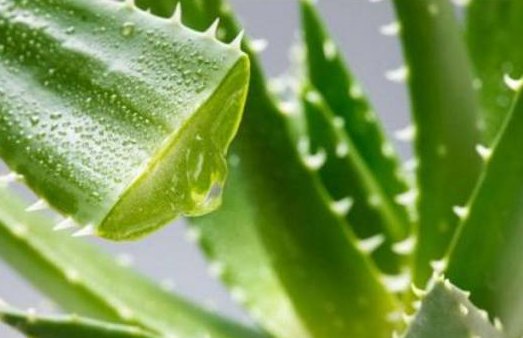  『植物』不小心将“芦荟”叶子掰断了，把它放在水里，结果这样了……