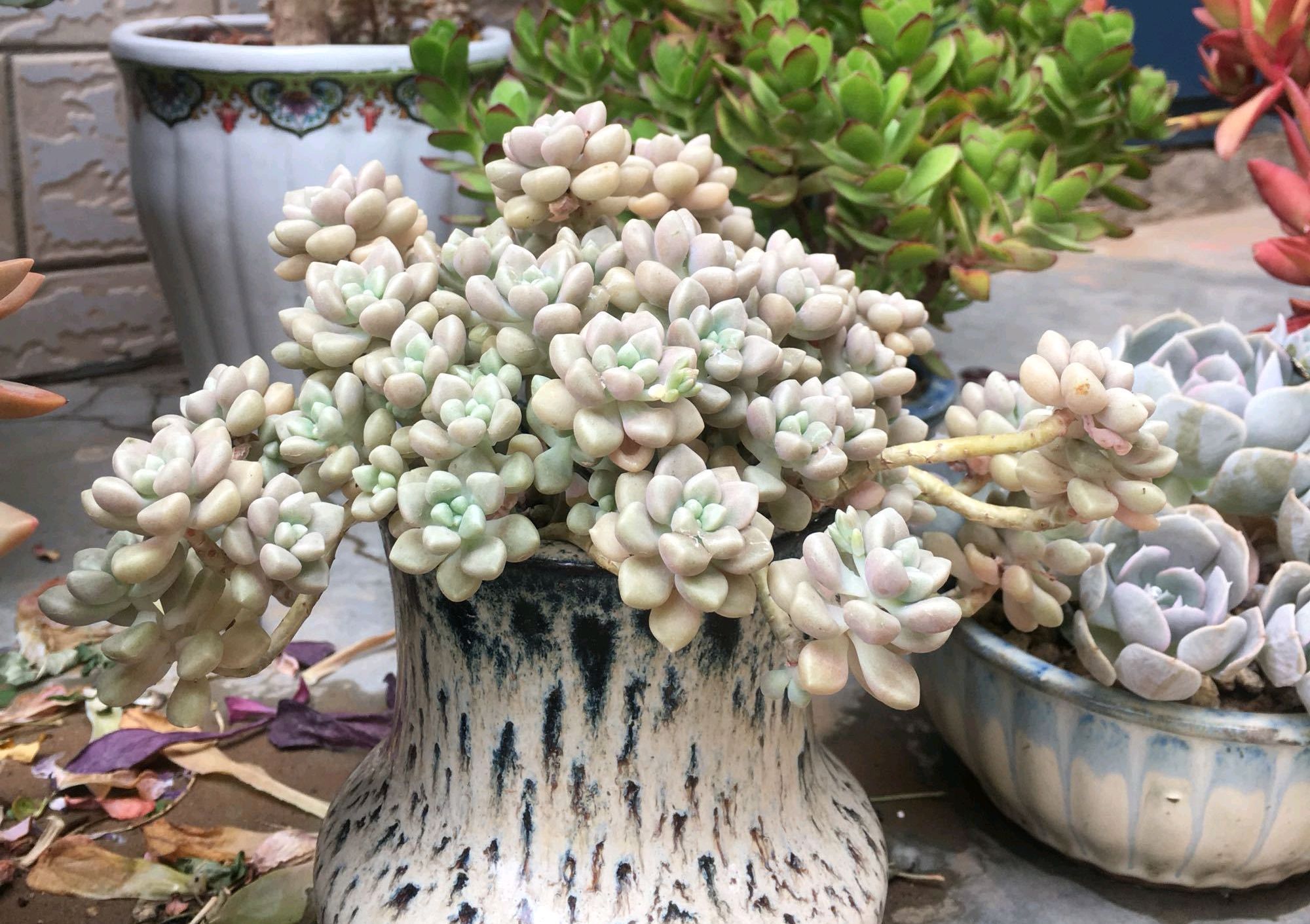  [多肉叶片]家庭养护的多肉植物怕淋雨吗?做到正确养护,越长越漂亮!