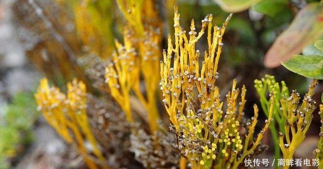 【蕨类植物】蕨类植物|松叶蕨是不是濒危物种如何栽培养护