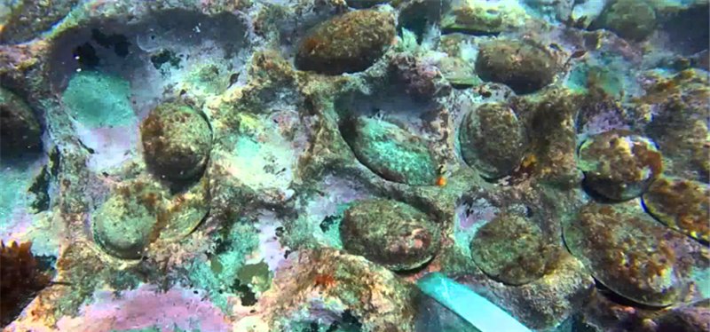 游客海底潜水发现粉红色石头，得知真面目后，才明白是难得宝贝