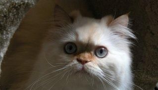  停止■巴西短毛猫以及当猫停止进食时意味着什么？