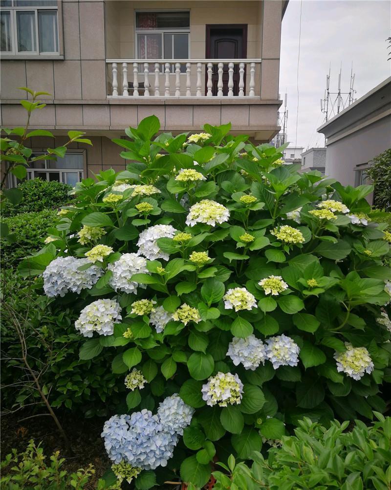  家里的绣球：8年绣球花，身高1米6，年年“剃头”花更爆，养成“镇宅花”！