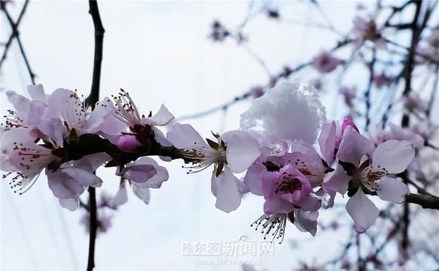 「交警部门」黑龙江这场大暴雪史上只现两次,专家分析来了!27日后可能…