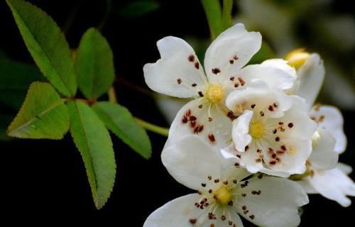  「妩媚动人」喜欢菊花，就养个'珍稀名菊'花芳菊，花开妖娆，妩媚动人，真美