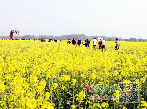  「游客」乡村游逐步回暖（图）